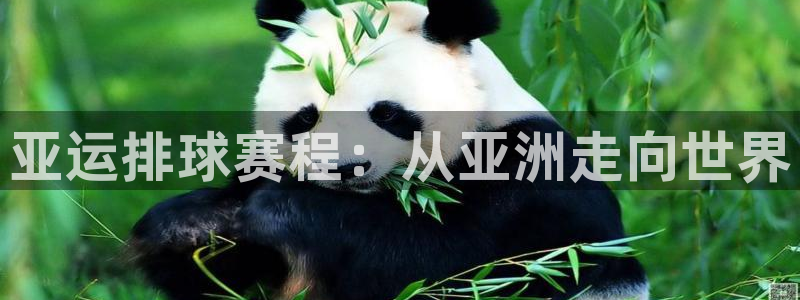 熊猫体育直播nba：亚运排球赛程：从亚洲走向世界